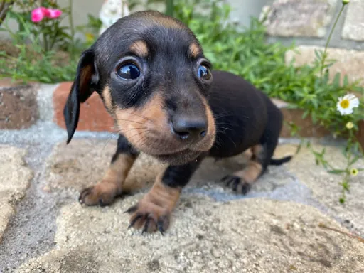 ダックスフンドの子犬販売