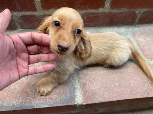 ダックスフンドの子犬販売