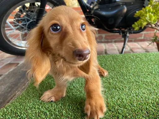 ダックスフンドの子犬販売