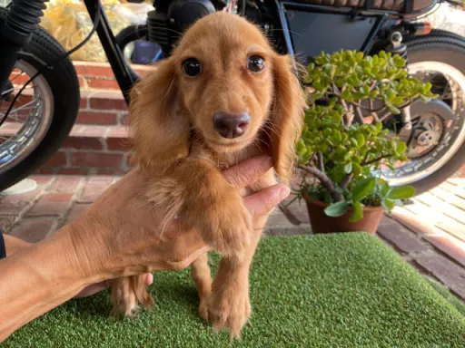 ミニチュア・ダックスフンド / ロングコートのサムネイル画像2