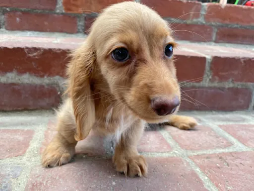 格安犬と里親募集犬の子犬販売