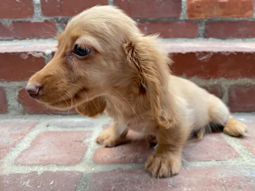 格安犬と里親募集犬の子犬販売