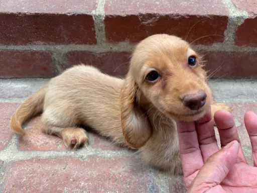 格安犬と里親募集犬の子犬販売