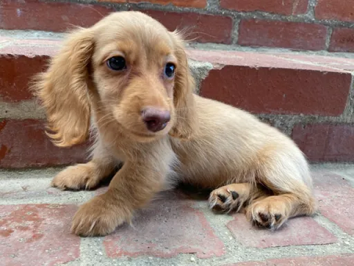 格安犬と里親募集犬の子犬販売