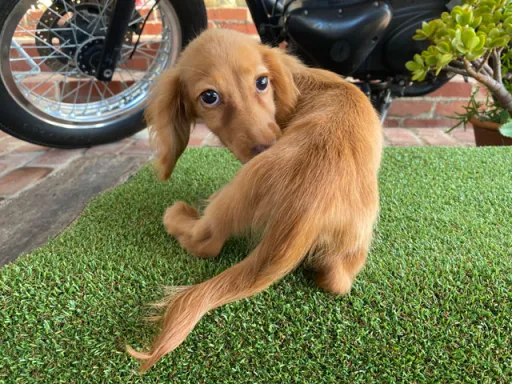 ミニチュア・ダックスフンド / ロングコートのサムネイル画像4