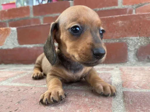 ダックスフンドの子犬販売