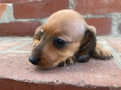 ダックスフンドの子犬販売