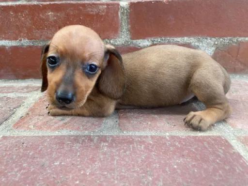 ダックスフンドの子犬販売