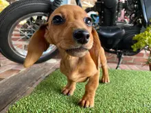 ミニチュア・ダックスフンド / スムースコート