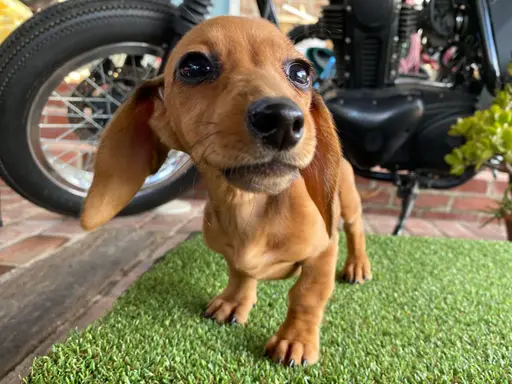 ダックスフンドの子犬販売