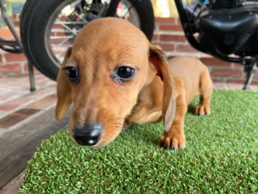 ダックスフンドの子犬販売