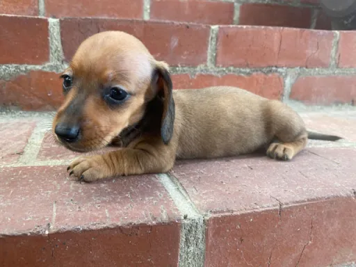 格安犬と里親募集犬の子犬販売