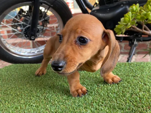 格安犬と里親募集犬の子犬販売