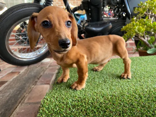 格安犬と里親募集犬の子犬販売