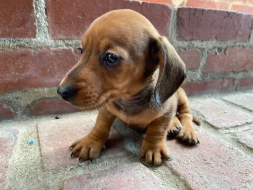 ダックスフンドの子犬販売