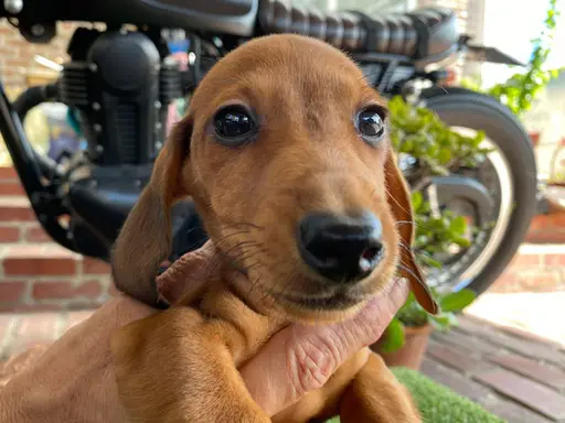 ダックスフンドの子犬販売