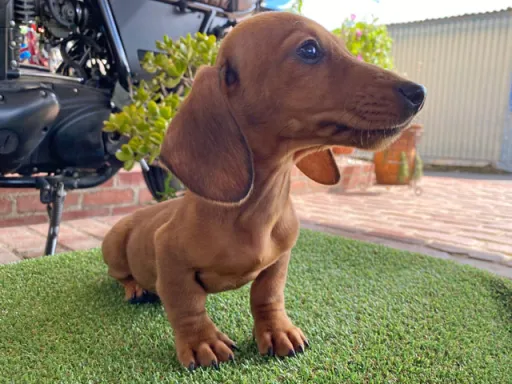 ミニチュア・ダックスフンド / スムースコートのサムネイル画像5