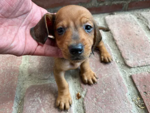 格安犬と里親募集犬の子犬販売
