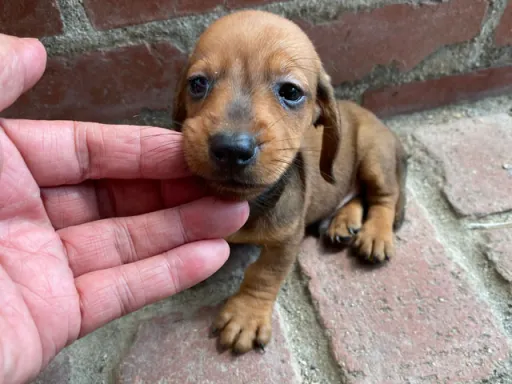 格安犬と里親募集犬の子犬販売