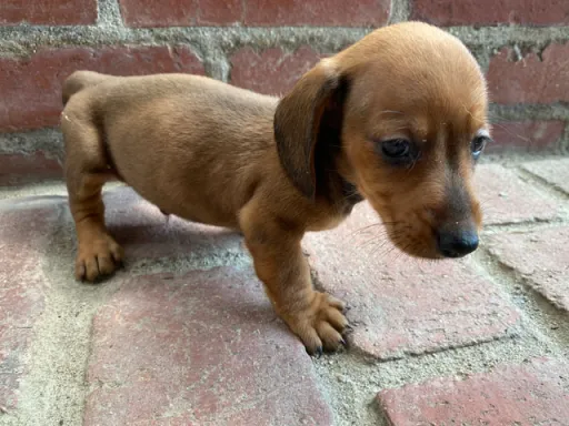 格安犬と里親募集犬の子犬販売
