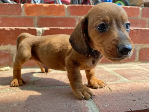 格安犬と里親募集犬の子犬販売
