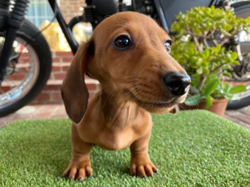 格安犬と里親募集犬の子犬販売