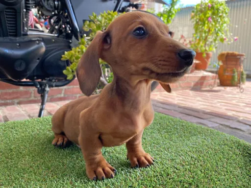 格安犬と里親募集犬の子犬販売