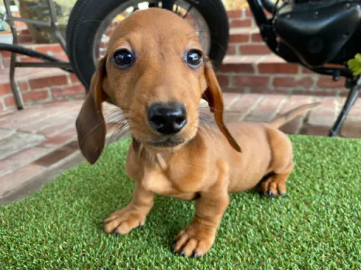 格安犬と里親募集犬の子犬販売