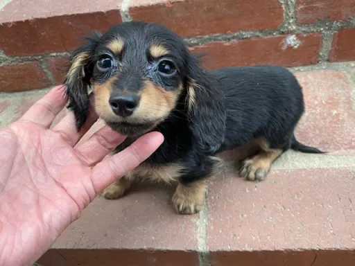 ダックスフンドの子犬販売