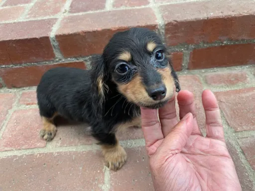 ダックスフンドの子犬販売