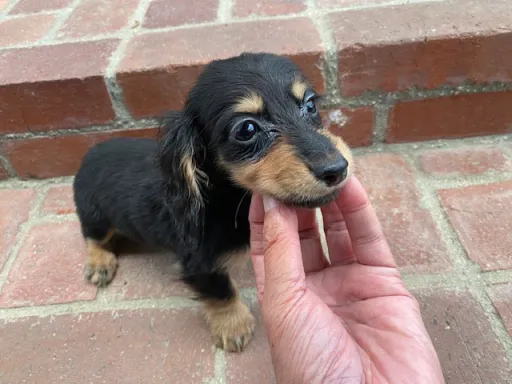 ダックスフンドの子犬販売