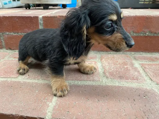 ダックスフンドの子犬販売