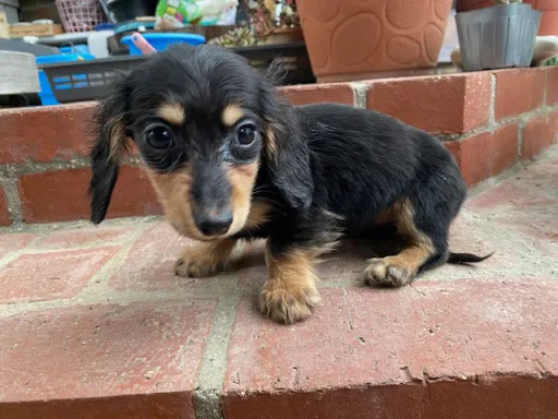 ダックスフンドの子犬販売