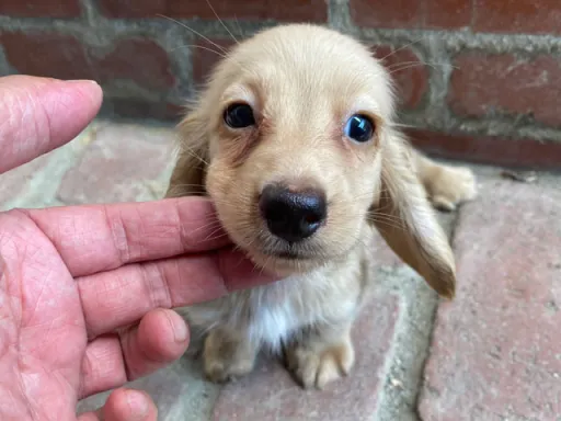 ダックスフンドの子犬販売