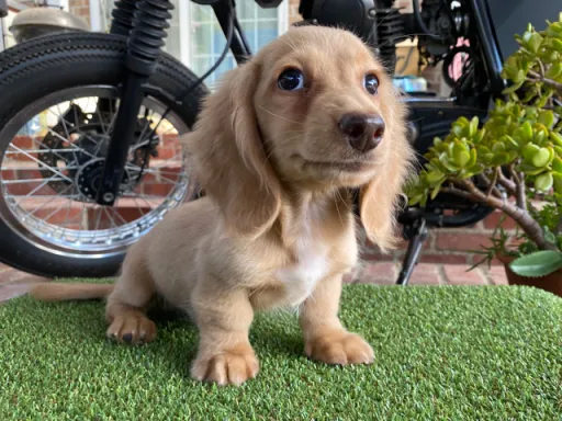 ミニチュア・ダックスフンド / ロングコートのサムネイル画像5