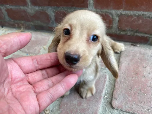 格安犬と里親募集犬の子犬販売