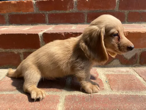 格安犬と里親募集犬の子犬販売