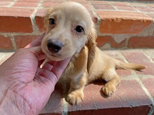 格安犬と里親募集犬の子犬販売
