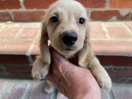 格安犬と里親募集犬の子犬販売