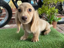 ミニチュア・ダックスフンド / ロングコート