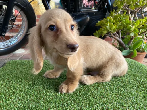 格安犬と里親募集犬の子犬販売