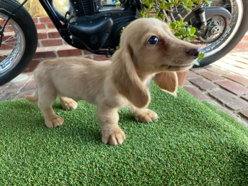 格安犬と里親募集犬の子犬販売