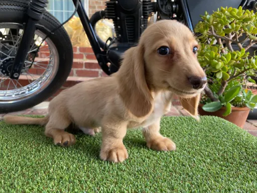 格安犬と里親募集犬の子犬販売