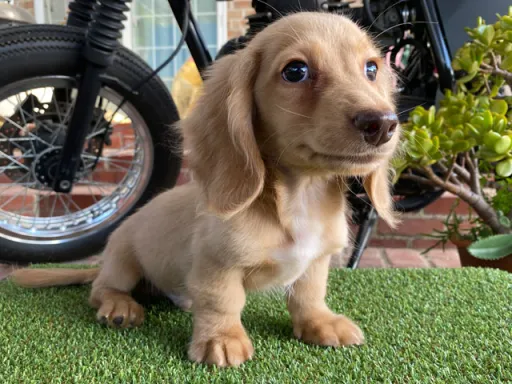 ミニチュア・ダックスフンド / ロングコートのサムネイル画像6