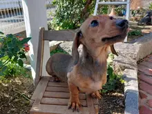 ミニチュア・ダックスフンド / スムースコート