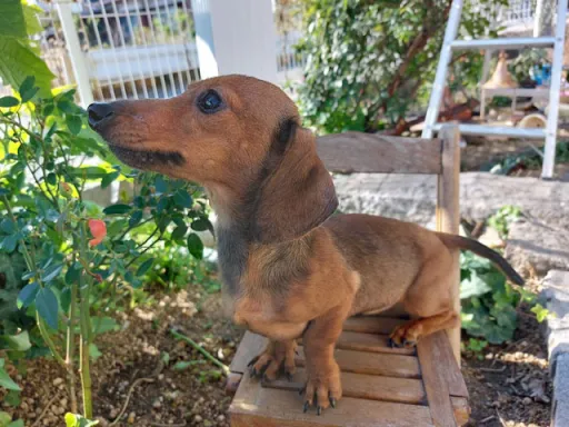 格安犬と里親募集犬の子犬販売