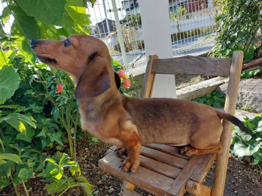 格安犬と里親募集犬の子犬販売