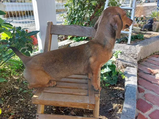 格安犬と里親募集犬の子犬販売