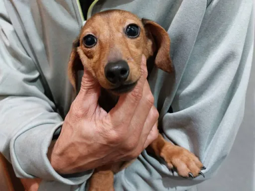 格安犬と里親募集犬の子犬販売