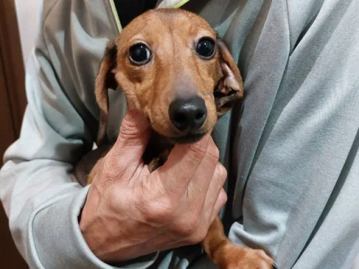 格安犬と里親募集犬の子犬販売
